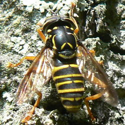 Spilomyia saltuum